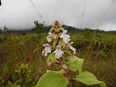 Phyllostegia renovans