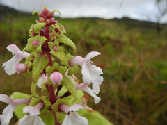 Phyllostegia renovans
