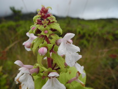 Phyllostegia renovans