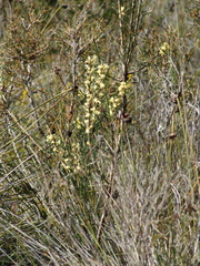 Petrophile squamata