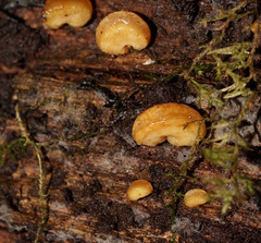 Gloeoporus phlebophorus