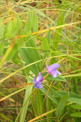 Lathyrus palustris pilosus