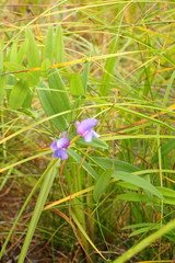 Lathyrus palustris pilosus