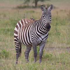 Equus quagga
