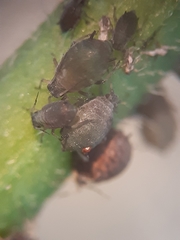 Aphis fabae solanella