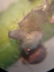 Aphis fabae solanella