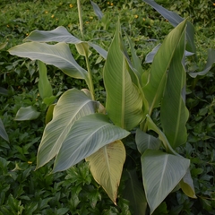 Canna glauca