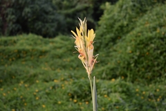 Canna glauca