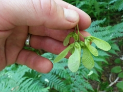 Acer glabrum douglasii