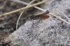Omocestus haemorrhoidalis