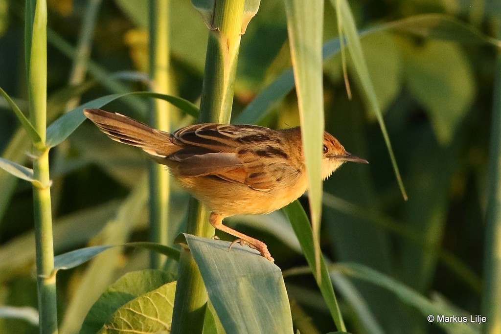 Chirping Cisticola photo