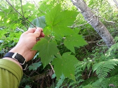 Acer glabrum douglasii