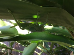 Pseudophyllanax imperialis