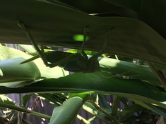 Pseudophyllanax imperialis