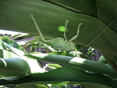 Pseudophyllanax imperialis