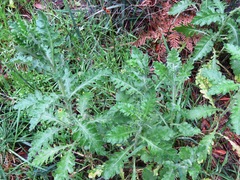 Senecio glomeratus glomeratus