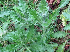 Senecio glomeratus glomeratus