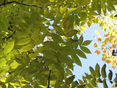 Fraxinus nigra image