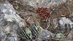 Crassula perfoliata