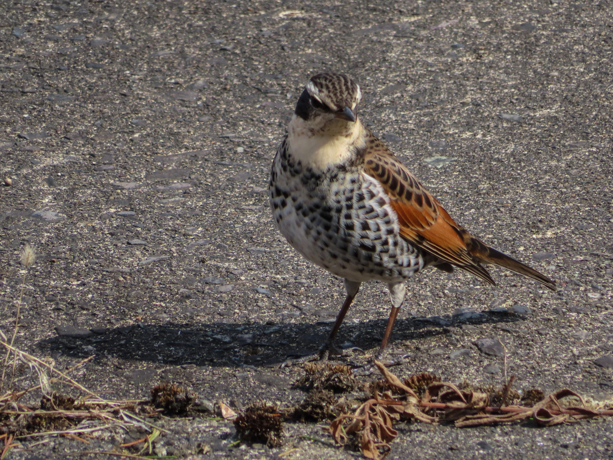 Dusky Thrush