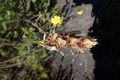 Elegia fistulosa