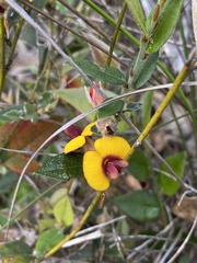 Bossiaea ornata
