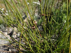 Hypodiscus alboaristatus