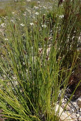 Hypodiscus alboaristatus