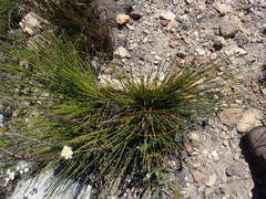 Hypodiscus alboaristatus