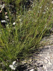 Hypodiscus alboaristatus