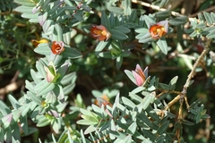 Darwinia citriodora
