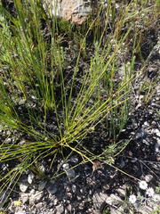 Hypodiscus alboaristatus