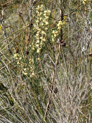 Petrophile squamata