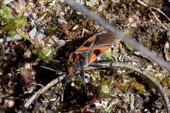 Spilostethus pacificus