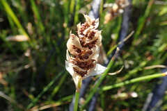 Elegia fistulosa