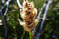 Elegia fistulosa