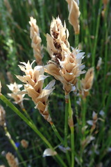 Elegia fistulosa