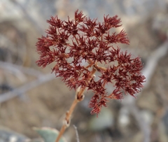 Crassula perfoliata