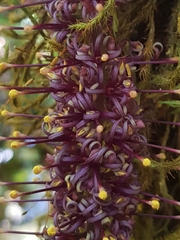 Hicksbeachia pinnatifolia