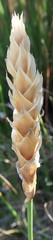 Elegia fistulosa