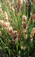Elegia fistulosa