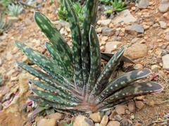 Gasteria bicolor