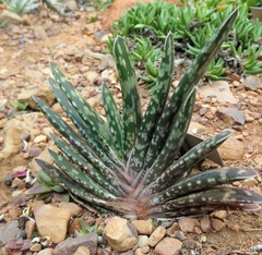 Gasteria bicolor