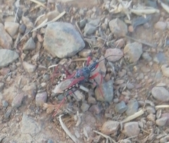 Rhynocoris cuspidatus