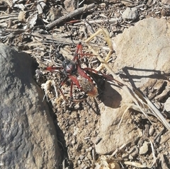 Rhynocoris cuspidatus