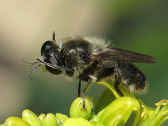 Platynochaetus setosus