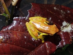 Dendropsophus rhodopeplus