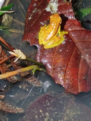 Dendropsophus rhodopeplus