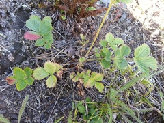 Drymocallis convallaria