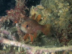 Vincentia novaehollandiae